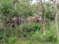 Wilde Elephanten auf dem Weg
