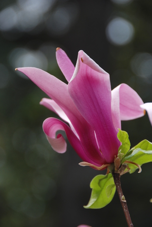 Magnolie im Park