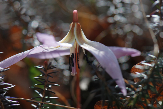 huebsche Blumen