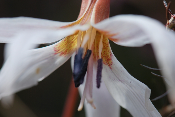 huebsche Blumen