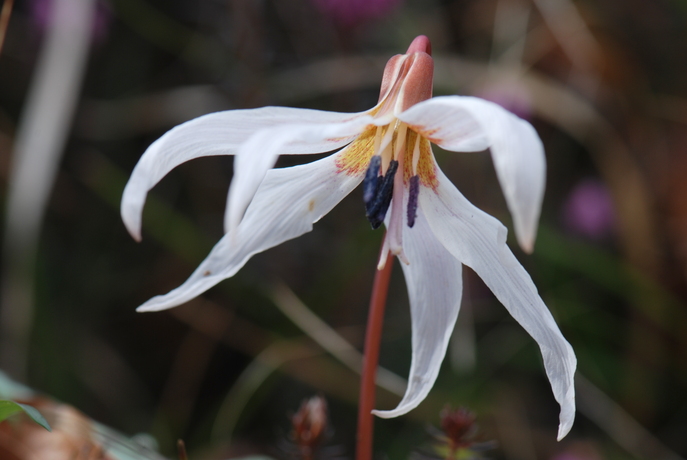 huebsche Blumen