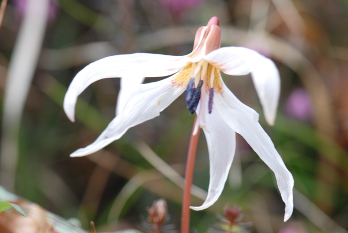 huebsche Blumen