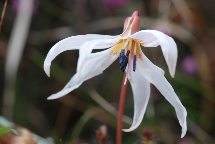 huebsche Blumen