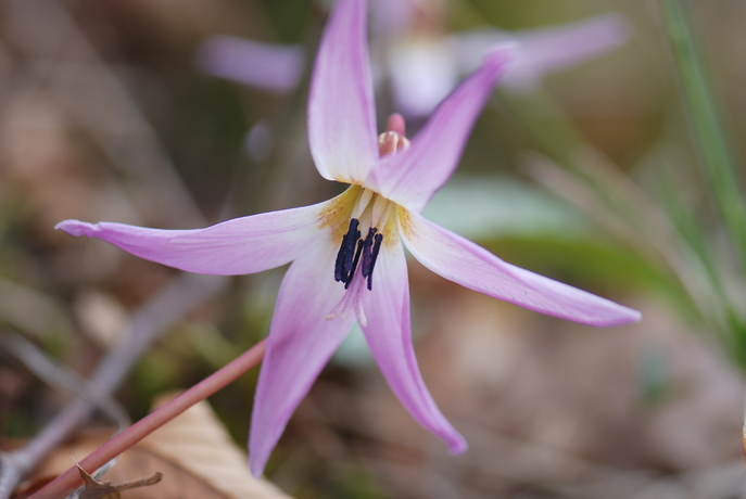 huebsche Blumen