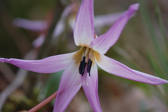 huebsche Blumen