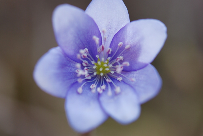 huebsche Blumen