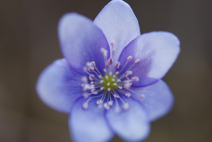 huebsche Blumen