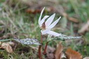 huebsche Blumen