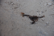 Ein Skorpion?