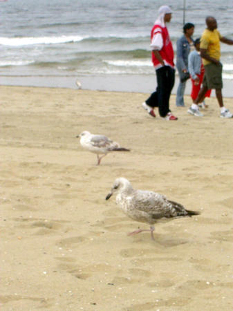 Scheveningen beach