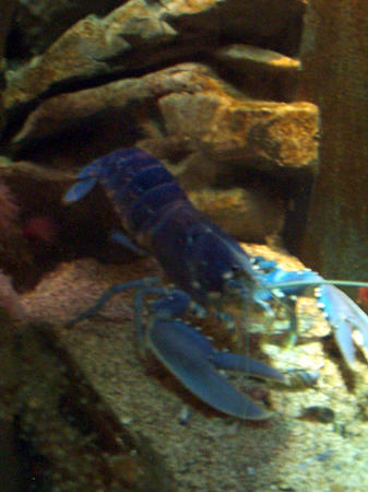 Languste in blue