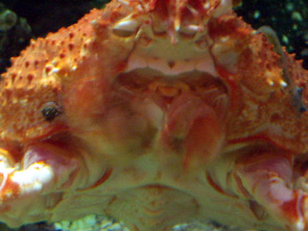 Japanese spider crab 