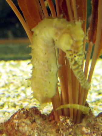 Sea horses