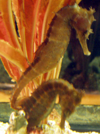 Sea horses