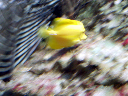 Yellow fish