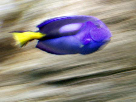 blue fish
