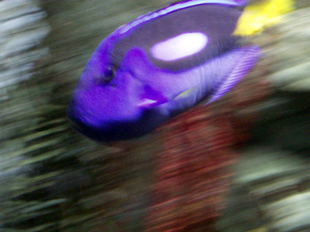 blue fish