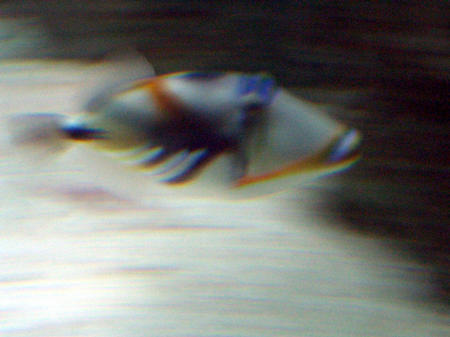 Drckerfisch