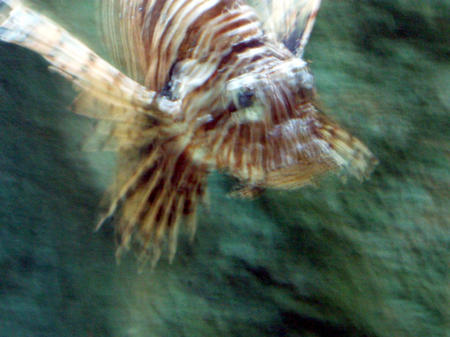 Rotfeuerfisch (red fire fish?)