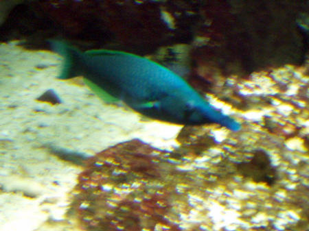Blue fish with long nose