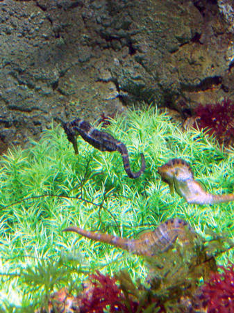 Seahorses