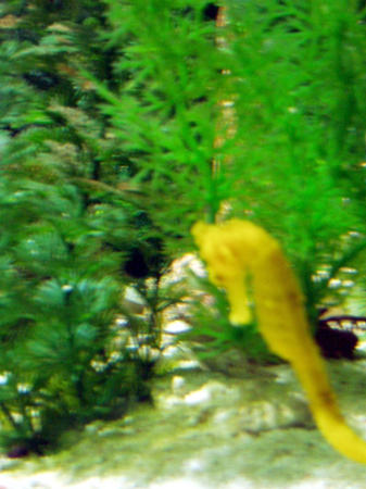Seahorses