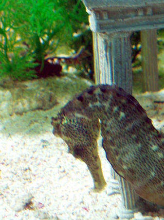 Seahorses