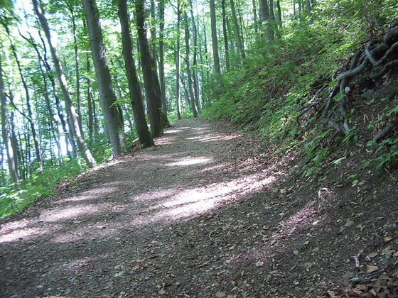 Anfang der Waldwege 