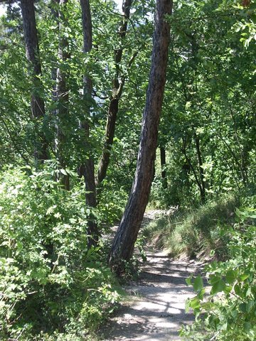 Der Weg auf der Suedseite der Wilhelmshoehe