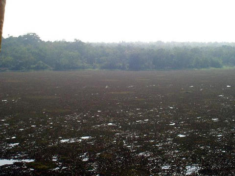 swamp area Nandan Kanan (zoo)