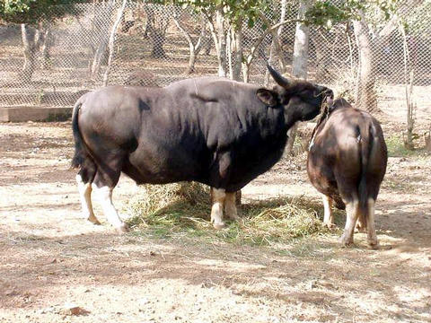 Gaur at Nandan Kanan (zoo)