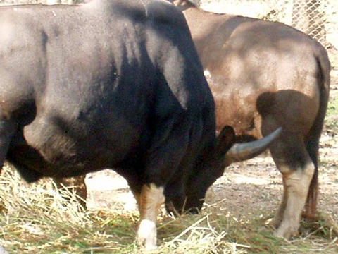 Gaur at Nandan Kanan (zoo)