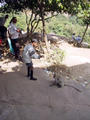 Monkeys at Khandagiri caves