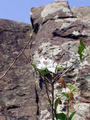 forest area behind Khandagiri