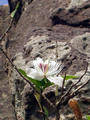 forest area behind Khandagiri