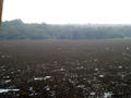 swamp area Nandan Kanan (zoo)