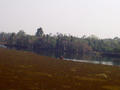 swamp area Nandan Kanan (zoo)