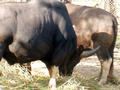 Gaur at Nandan Kanan (zoo)