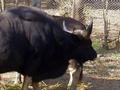 Gaur at Nandan Kanan (zoo)