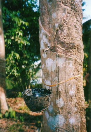 Cochin