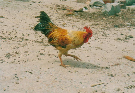 Kanyakumari