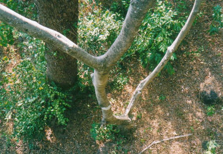 Courtrallam