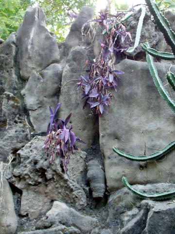 rock garden
