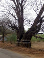 Baum am Strassenrand