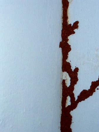 Termite decoration