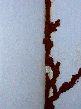Termite decoration