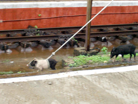Chengalpattu