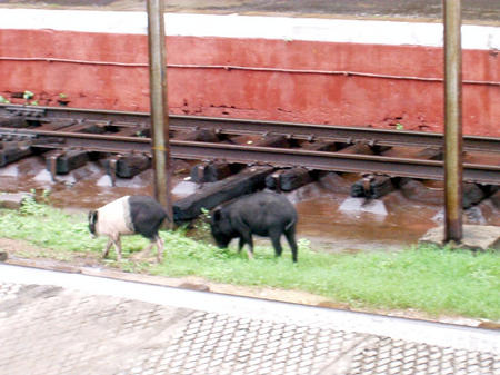 Chengalpattu