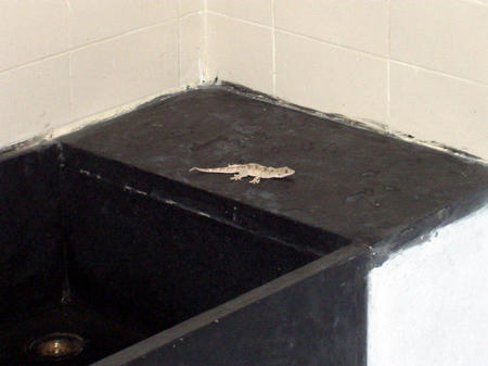 Gecko visiting the kitchen