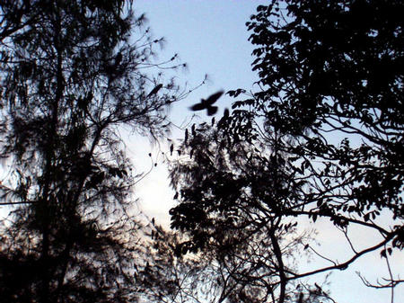 Birds in front of the guest house